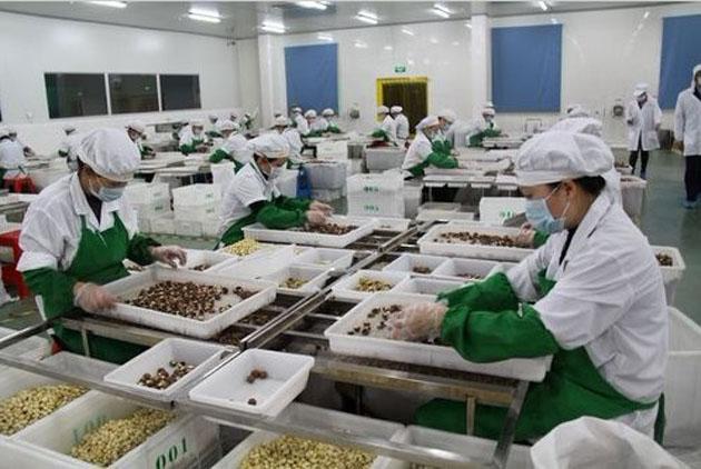 堅(jiān)果干果加工生產(chǎn)車間 堅(jiān)果干果加工生產(chǎn)車間